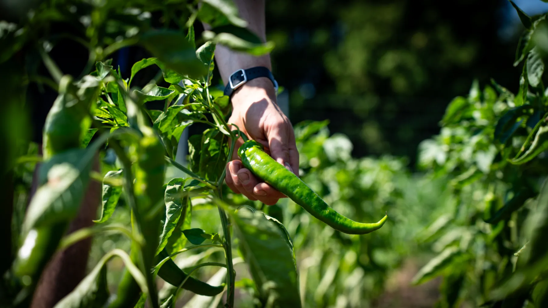 Grüne Chili wird geerntet