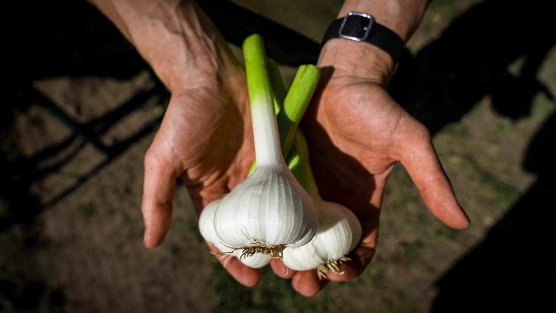 Frischer Knoblauch in der Hand