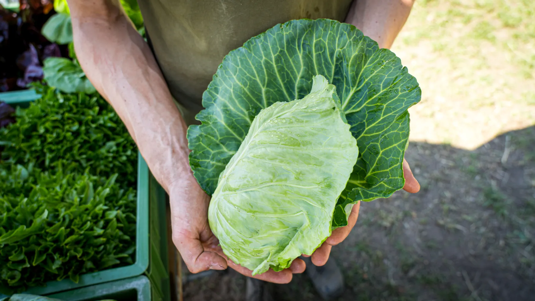 Frisches Kohlblatt in der Hand