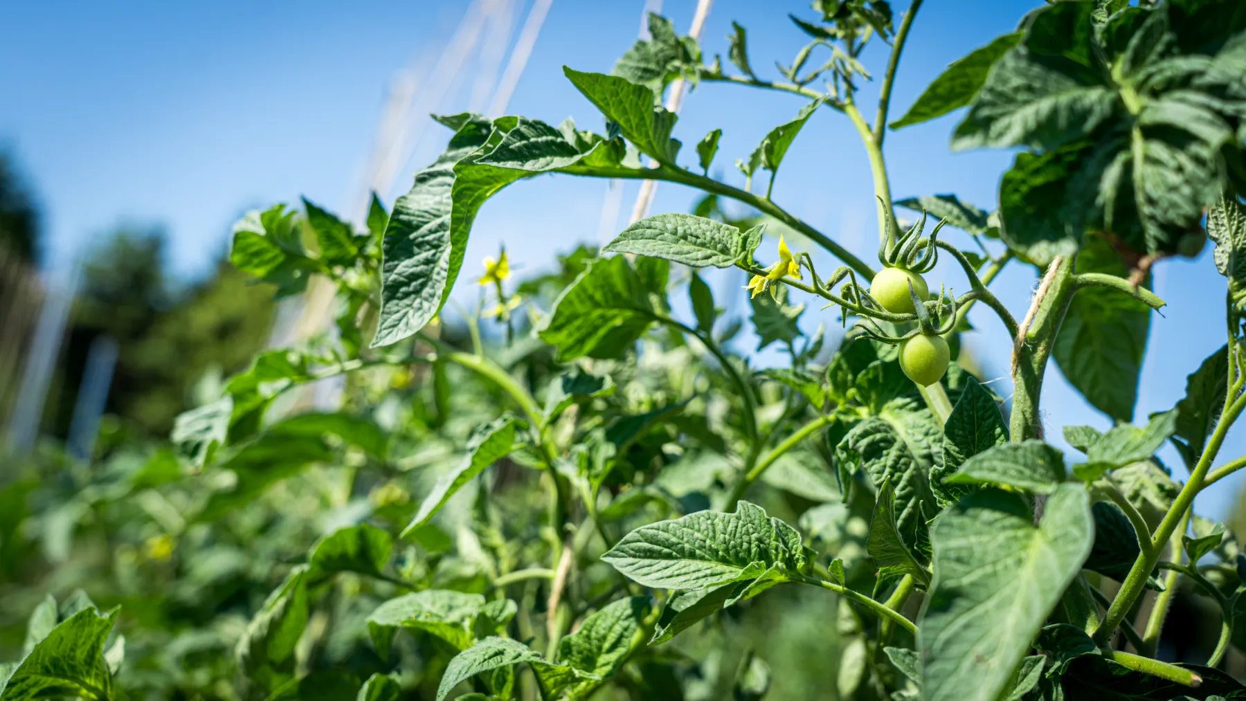 Tomatenpflanzen vor blauem Himmel