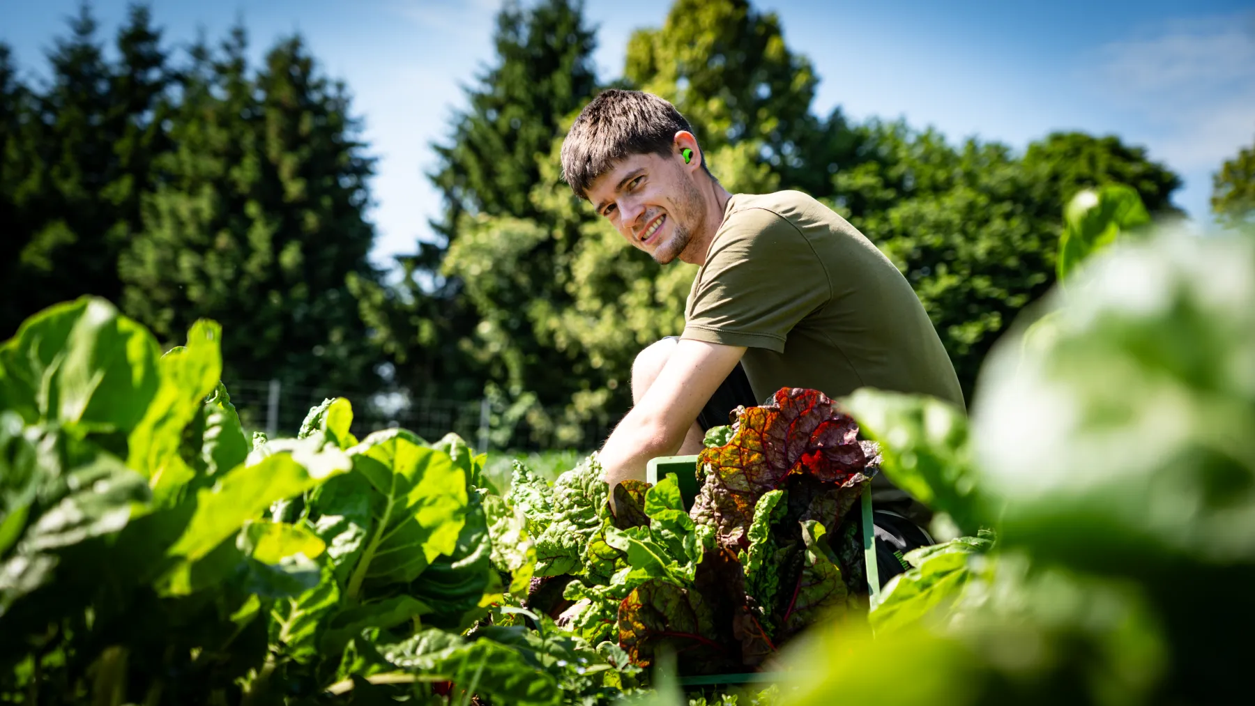 Ernte zwischen den Gemüsereihen